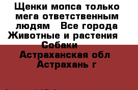Щенки мопса только мега-ответственным людям - Все города Животные и растения » Собаки   . Астраханская обл.,Астрахань г.